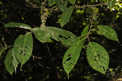 Oreocnide integrifolia